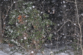 Enlarge photo 55