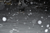 Enlarge photo 56