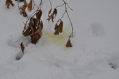 Enlarge photo 65
