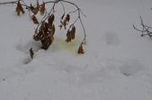 Enlarge photo 67