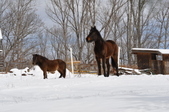 Enlarge photo 71