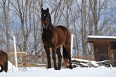 Enlarge photo 79