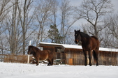 Enlarge photo 82