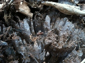 Enlarge photo 214