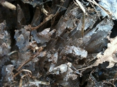 Enlarge photo 215
