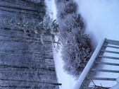 Enlarge photo 295