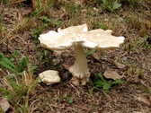 Enlarge photo 41