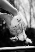 Enlarge photo 37
