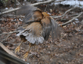 Enlarge photo 45