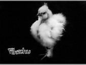 Enlarge photo 38