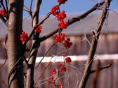 Enlarge photo 17