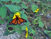 Enlarge photo 33