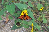Enlarge photo 32