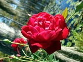 Enlarge photo 13