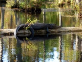 Enlarge photo 27