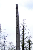 Enlarge photo 42