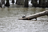 Enlarge photo 45