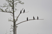 Enlarge photo 48