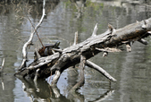 Enlarge photo 51
