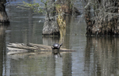 Enlarge photo 52