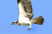 Enlarge photo 54