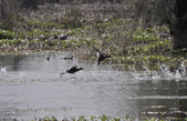 Enlarge photo 58