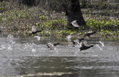 Enlarge photo 59