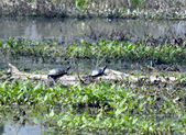 Enlarge photo 62
