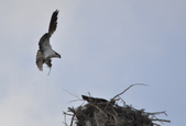 Enlarge photo 63
