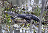 Enlarge photo 65