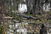 Enlarge photo 68