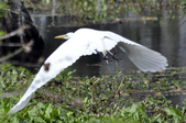 Enlarge photo 71