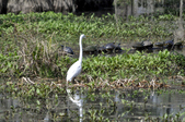 Enlarge photo 72