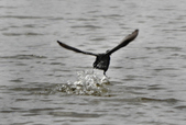 Enlarge photo 79