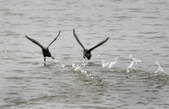 Enlarge photo 80