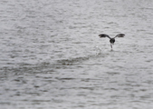 Enlarge photo 81