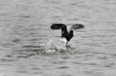 Enlarge photo 82
