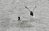 Enlarge photo 84