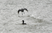 Enlarge photo 85
