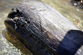 Enlarge photo 94