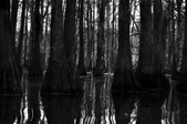 Enlarge photo 99