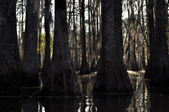 Enlarge photo 103