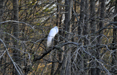 Enlarge photo 105