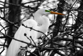Enlarge photo 108