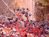 Enlarge photo 105
