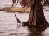 Enlarge photo 51