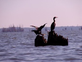 Enlarge photo 37