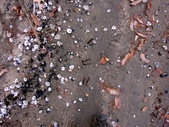 Enlarge photo 88