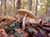 Enlarge photo 31