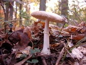 Enlarge photo 32